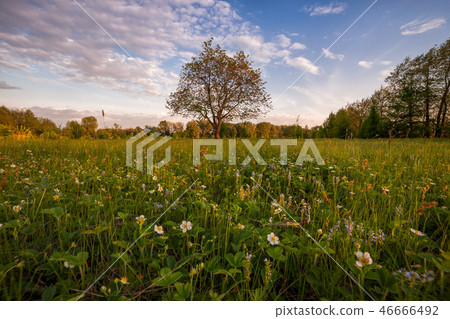 Landscape with strawberry flowers 46666492