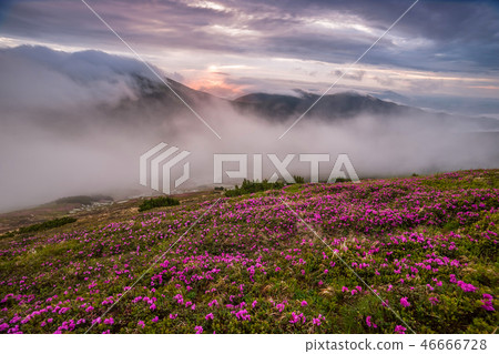 Amazing landscape with flowers 46666728