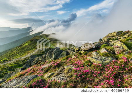 Amazing landscape with flowers 46666729