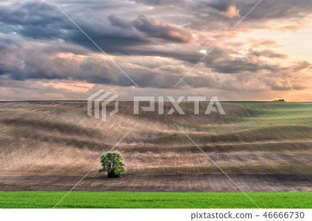 Landscape with lonely tree 46666730