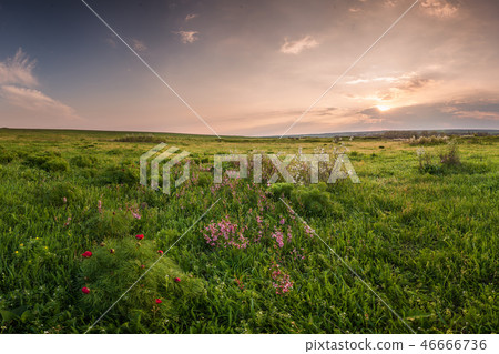 Spring meadow 46666736