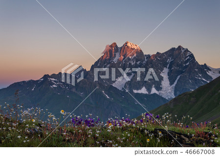Flowery meadow Flowery meadow 46667008