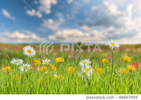 Landscape with camomile and dandelion Landscape with camomile and dandelion 46667009