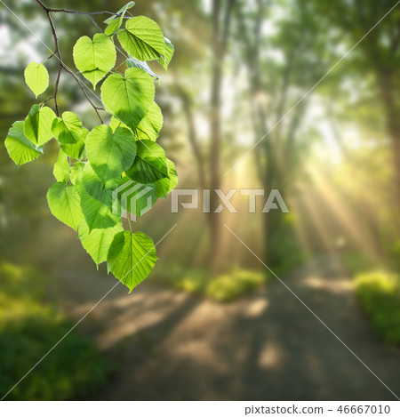 Nature green background Nature green background 46667010