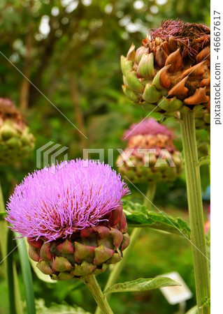 artichoke 46667617