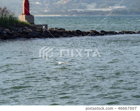 bird at riverside 46667807