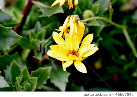 Ostesteumum blooming in Mitaka Nakahara Ostesteumum blooming in Mitaka Nakahara 46667845