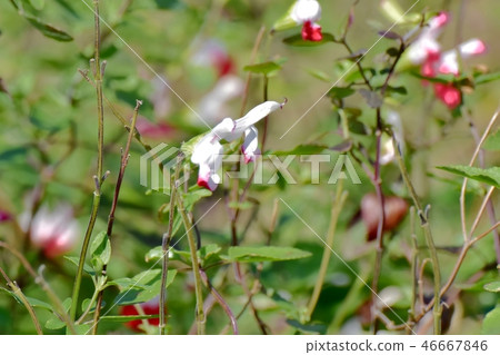 Salvia microfilla blooming in Mitaka Nakahara 46667846