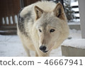 Shinlin Wolf 46667941