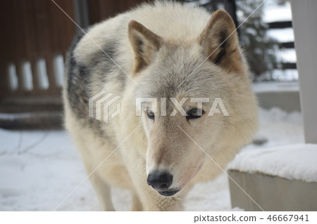 Shinlin Wolf Shinlin Wolf 46667941