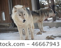Shinlin Wolf 46667943