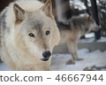 Shinlin Wolf 46667944