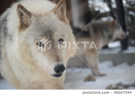 Shinlin Wolf Shinlin Wolf 46667944