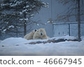 Polar bears 46667945