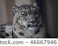Snow leopard 46667946