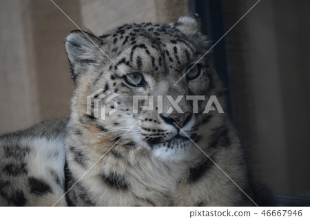 Snow leopard Snow leopard 46667946