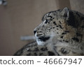 Snow leopard 46667947