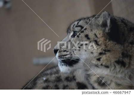 Snow leopard 46667947