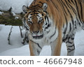 Amur Tora 46667948