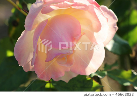 淡粉色和杏色玫瑰 46668028