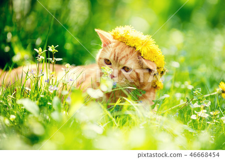 small red kitten lying on a dandelion field small red kitten lying on a dandelion field 46668454