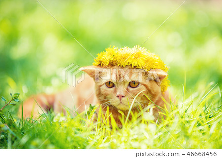 The red cat is wearing a flowers wreath The red cat is wearing a flowers wreath 46668456