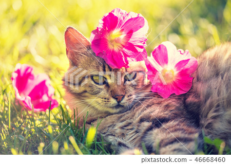 Siberian cat with red mallow flowers on the head Siberian cat with red mallow flowers on the head 46668460