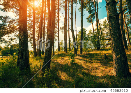 Pine forest on the shore of the Baltic Sea. Latvia 46668910
