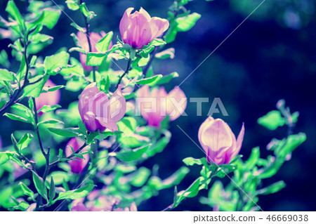 Blossoming magnolia flowers Blossoming magnolia flowers 46669038