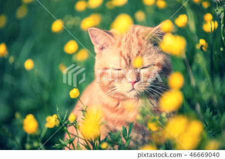 Red tabby cat enjoying the sun on the flower lawn Red tabby cat enjoying the sun on the flower lawn 46669040
