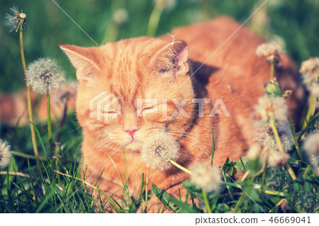 Red tabby cat enjoying the sun on the meadow Red tabby cat enjoying the sun on the meadow 46669041