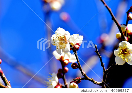 Hakubai在三鷹中原開花 46669217