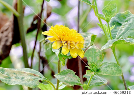 開花在三鷹中原的Hime向日葵 46669218