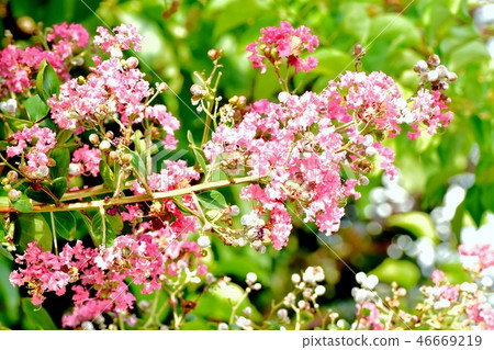 Salsberg盛開在三鷹中原 46669219