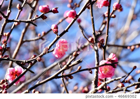 Kobai(Koumei)盛開在三鷹中原 Kobai(Koumei)盛開在三鷹中原 46669302