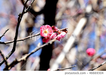 Kobai (Koumei) blooming in Mitaka Nakahara Kobai (Koumei) blooming in Mitaka Nakahara 46669304