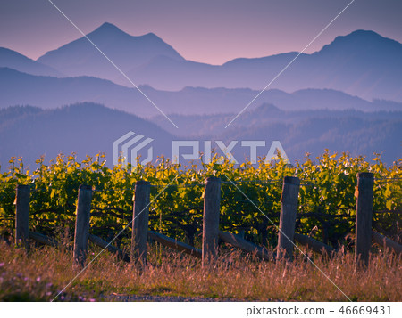 Vineyard with mountain background Vineyard with mountain background 46669431