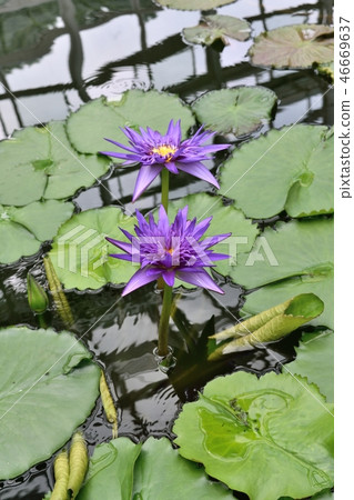 Tropical Water Lily "Tina" Nymphaea Tina 46669637