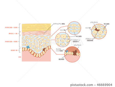 Skin structure Summary 46669904