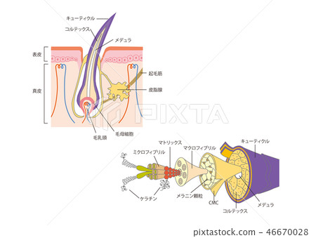 How the hair is cuticle 46670028