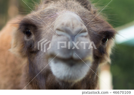 Muzzle of a camel. Looking camel. 46670109