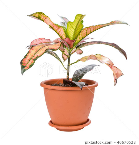 Croton in pot 46670528