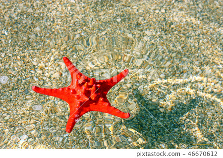Red starfish Red starfish 46670612