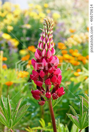 Garden lupin Garden lupin 46670614
