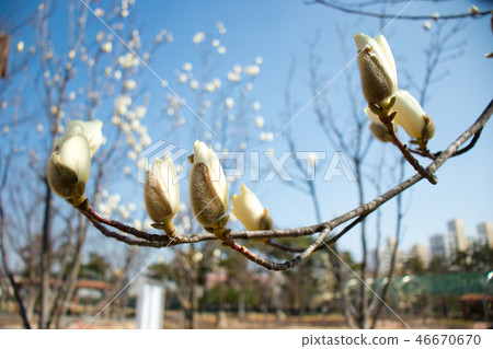 Magnolia, spring flowers, spring landscape Magnolia, spring flowers, spring landscape 46670670