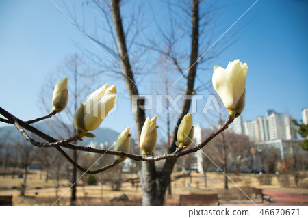Magnolia, spring flowers, spring landscape Magnolia, spring flowers, spring landscape 46670671