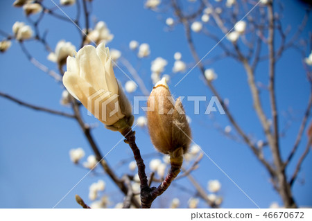 玉蘭，春天的花朵，春天的風景 46670672