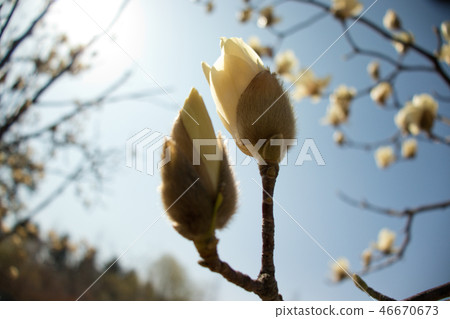 玉蘭,春天的花朵,春天的風景 玉蘭,春天的花朵,春天的風景 46670673