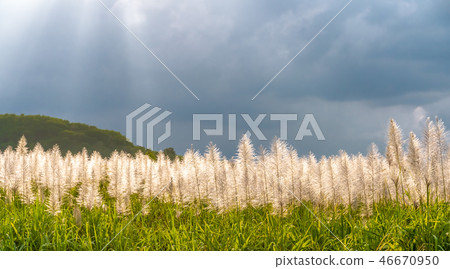 The flowers of the reed and the blue sky. The flowers of the reed and the blue sky. 46670950
