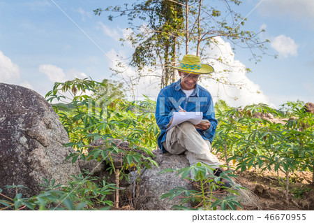 Agriculture sit under the tree.In the cassava farm Agriculture sit under the tree.In the cassava farm 46670955